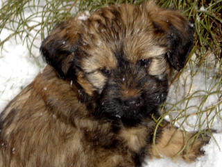 ftibetanterrier79.jpg