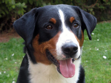 Appenzeller Sennenhund breed | Photos, temperaments and trivia about ...