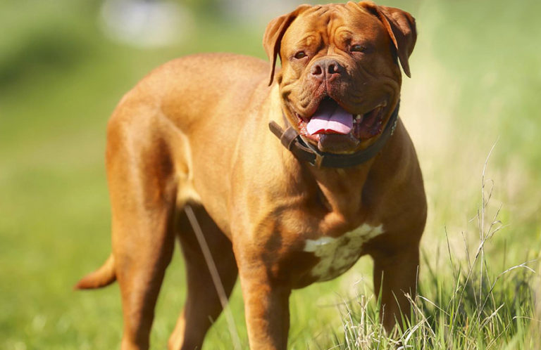 Dogue de Bordeaux breed | Photos, temperaments and trivia about the breed