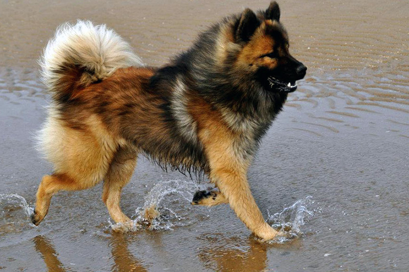 eurasier dog