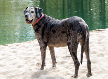 Great Dane Breed 