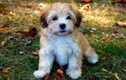 Havanese Dog Breed 