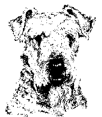 Airedale Terrier