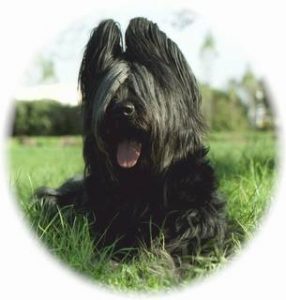 are briard aggressive