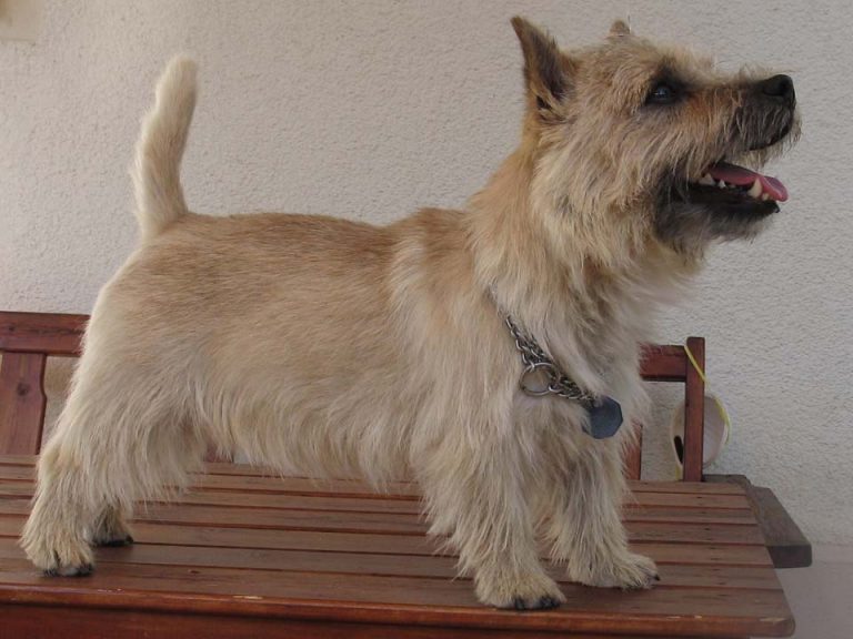 Norwich Terrier Bilder & Fotos - Hund.ch