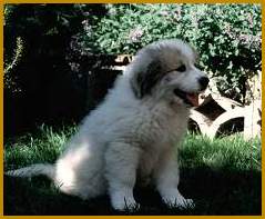 Go to Ursa's Signum Great Pyrenean Mountain Dogs