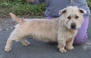 Irish Glen of Imaal Terrier