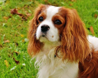 Cavalier King Charles Spaniel breed | Photos, temperaments and trivia ...