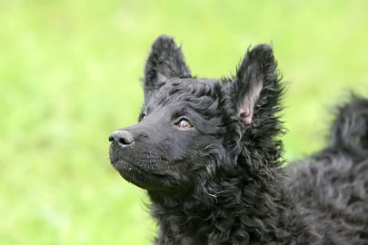 Croatian Sheepdog breed | Photos, temperaments and trivia about the breed