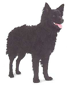 Croatian Sheepdog