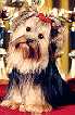 Yorkshire Terrier Debbie