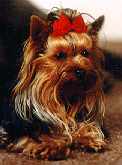 Yorkshire Terrier Kevin Y.T. FANGOR