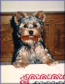 Yorkshire Terrier Walker Jonny, aus Phil und Fredie D'ELITE D'OR, geb.: 05.04.1995