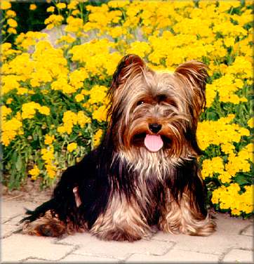 Yorkshire Terrier The Bosst, aus Phil Y.T. Fangor und Wendy Panorama, geb.: 04.06.1991