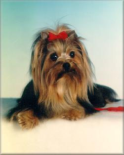 Yorkshire Terrier Bonita, aus Rocky und Amora vom Panorama, geb.: 05.06.1988