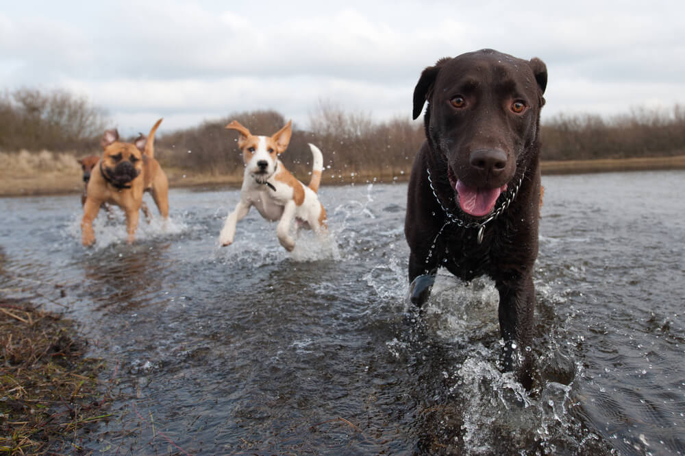 Wasserspiele mit Hunden