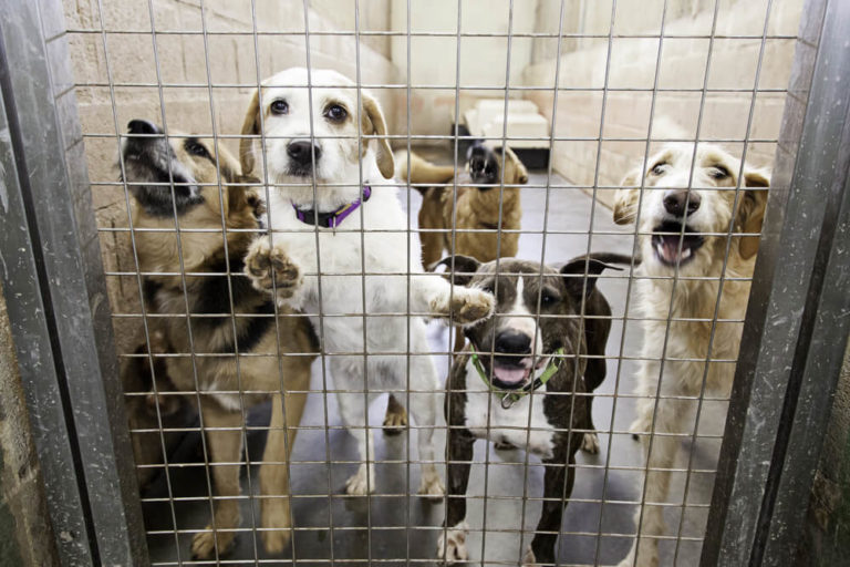 Was Hündchen nie lernte Sozialisierung erwachsener Hunde Hund.ch