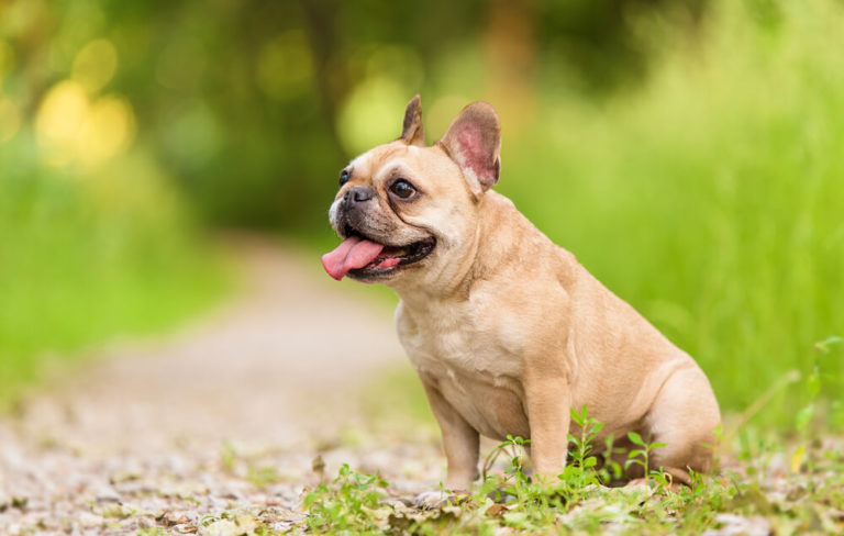 Die Bulldogge eine dem Untergang geweihte Rasse? Hund.ch